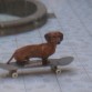 mi rufo en la patineta